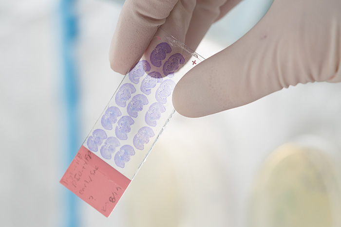 Slide of mouse brains