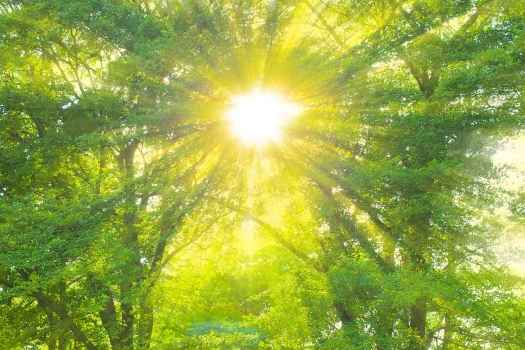 Sun through the trees