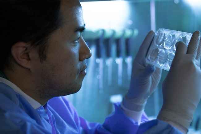Researcher looks at cells