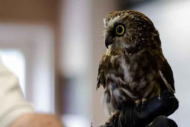 Owl in classroom