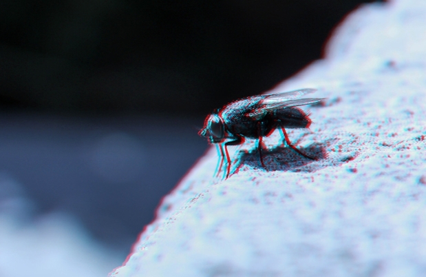 graphic image of a fly